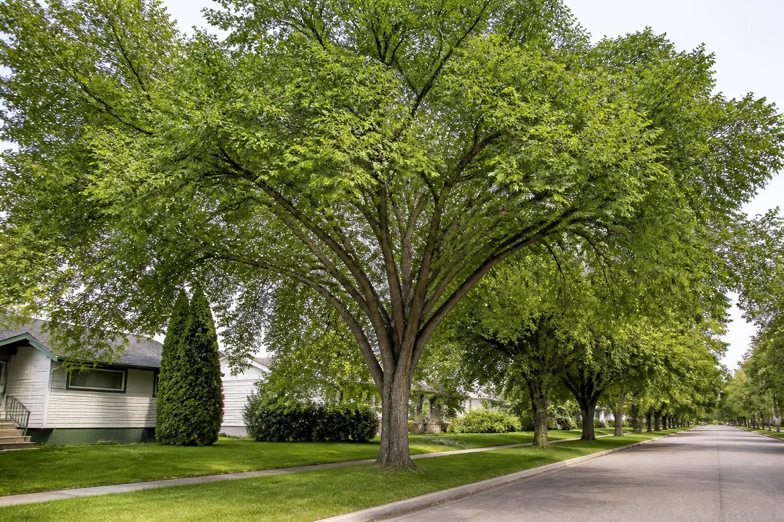 Photograph of American Elm