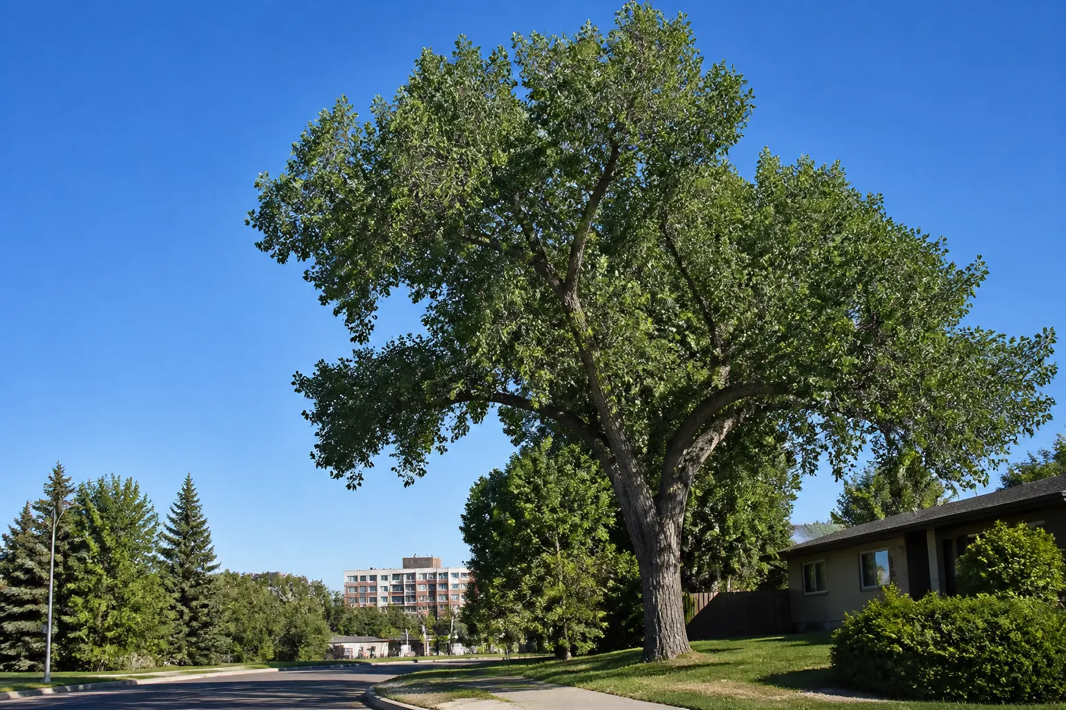Photograph of Balsam Poplar