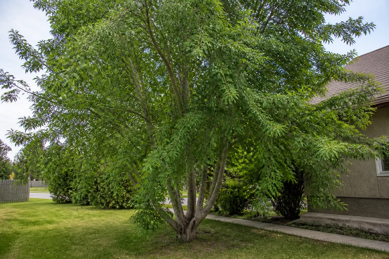 Photograph of Manitoba Maple