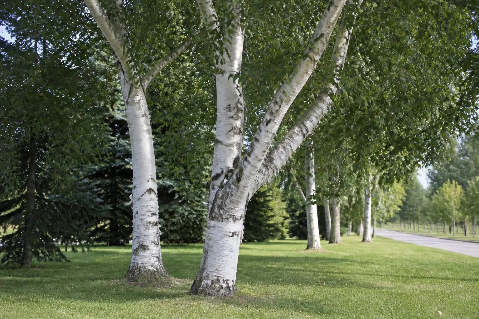 Photograph of Paper Birch