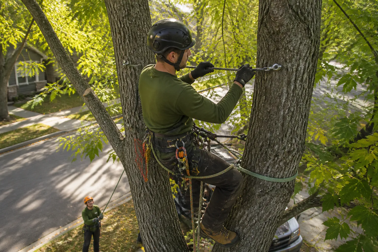 Tree Cabling & Bracing