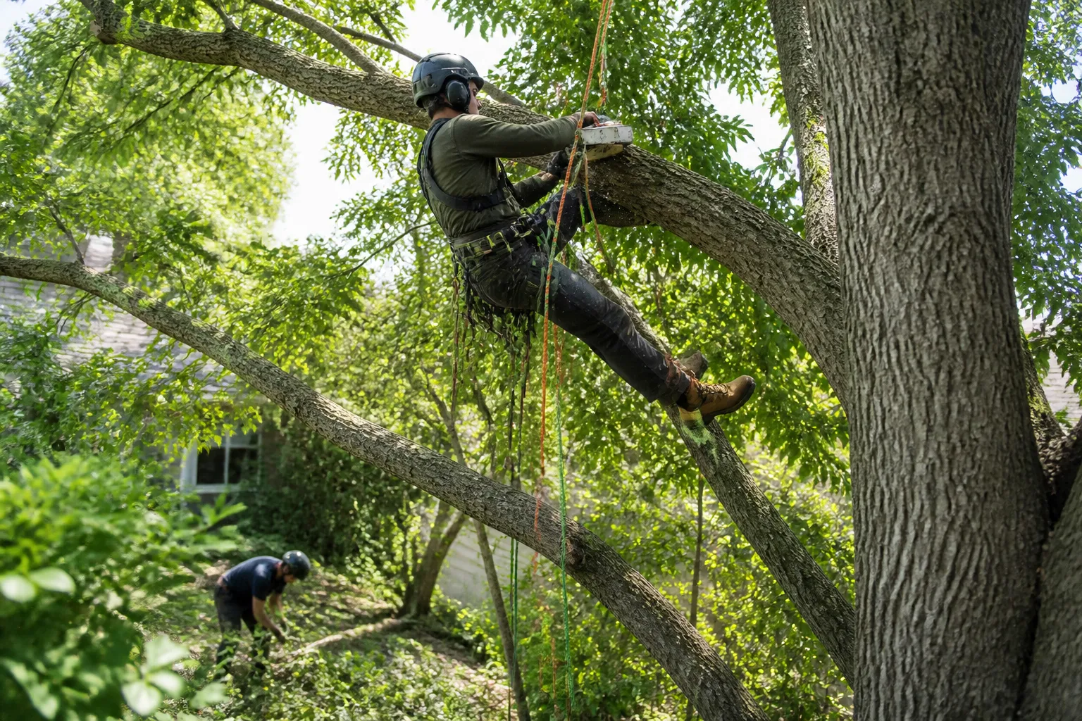 Tree Pruning & Trimming