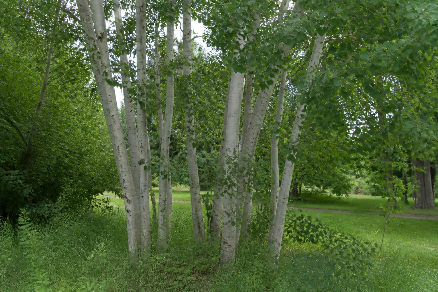 Photograph of Trembling Aspen
