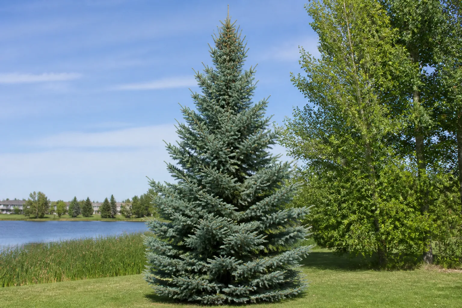 Photograph of White Spruce